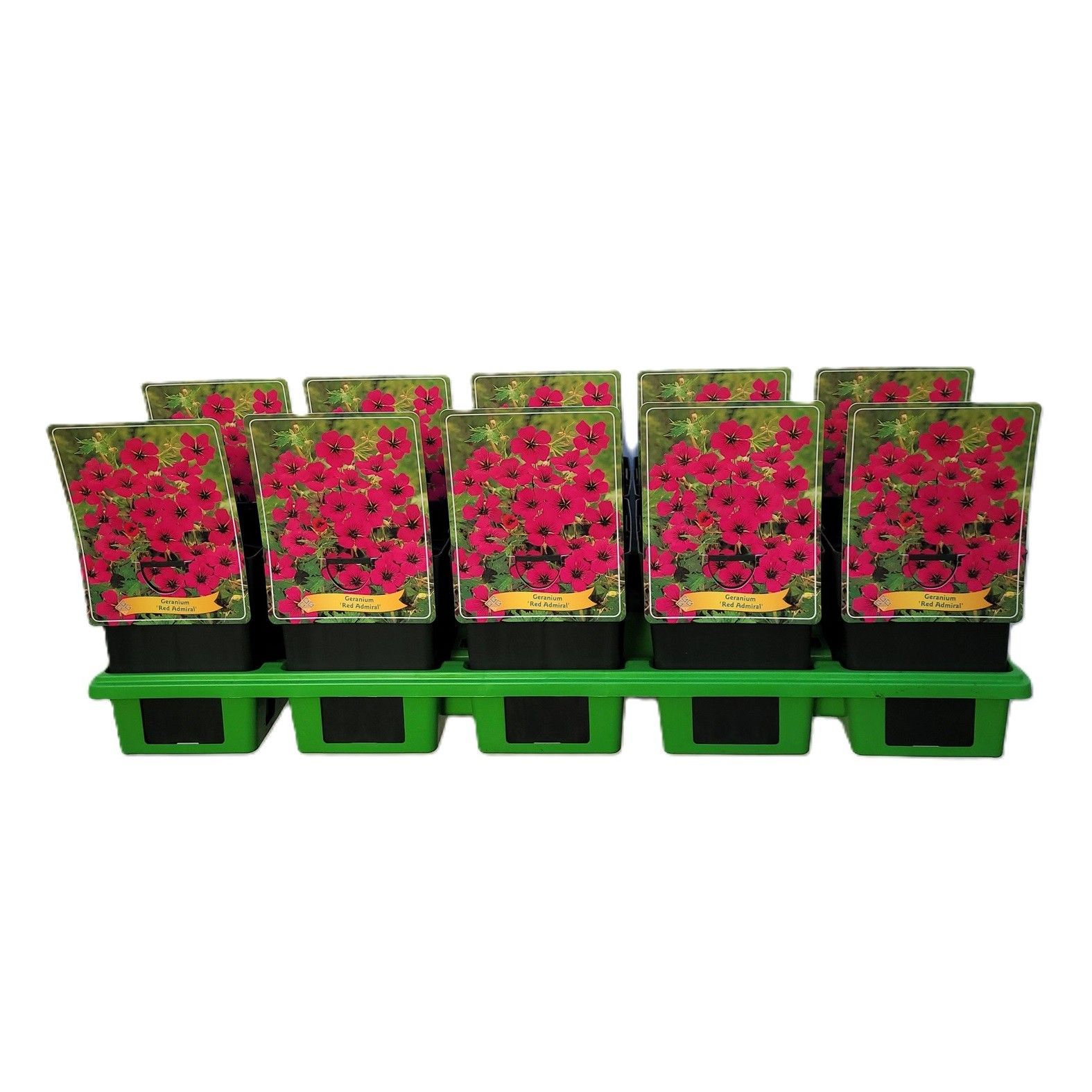 Geranium 'Red Admiral' P11, D 11 cm