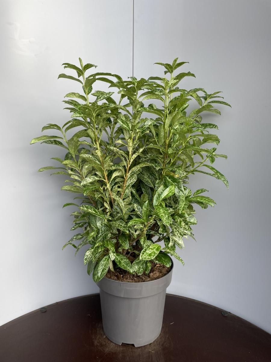 Prunus l. 'Marbled White', D 32 cm
