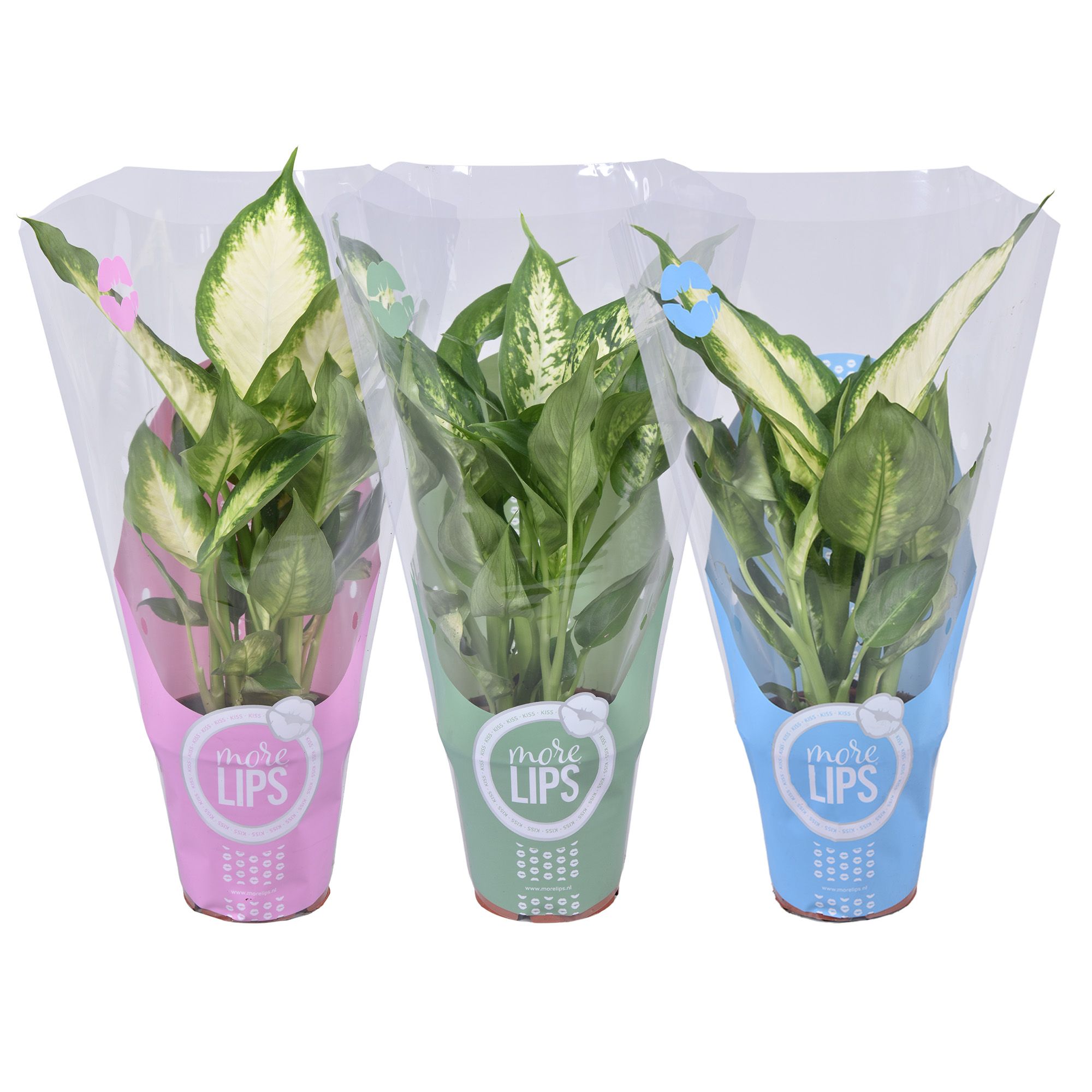 MoreLIPS® Dieffenbachia gemengd in Showhoes (zomerkleuren), D 12