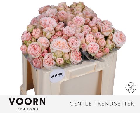 Роза куст. Джентл Трендсеттер 50, шт.