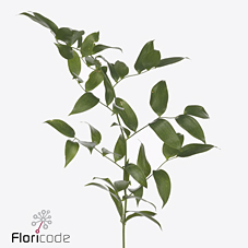 Рускус Итальянский 100 (зел.) 200гр IT, пуч.