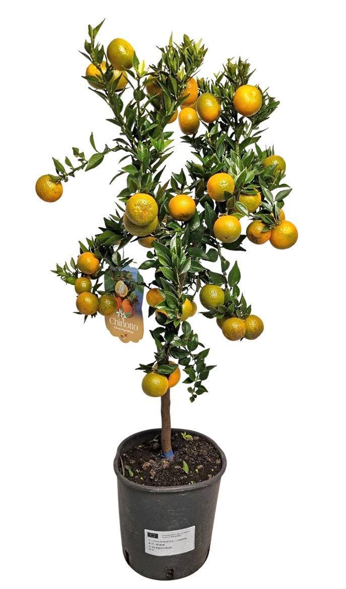 Citrus Myrtifolia Chinotto Stem, D 21
