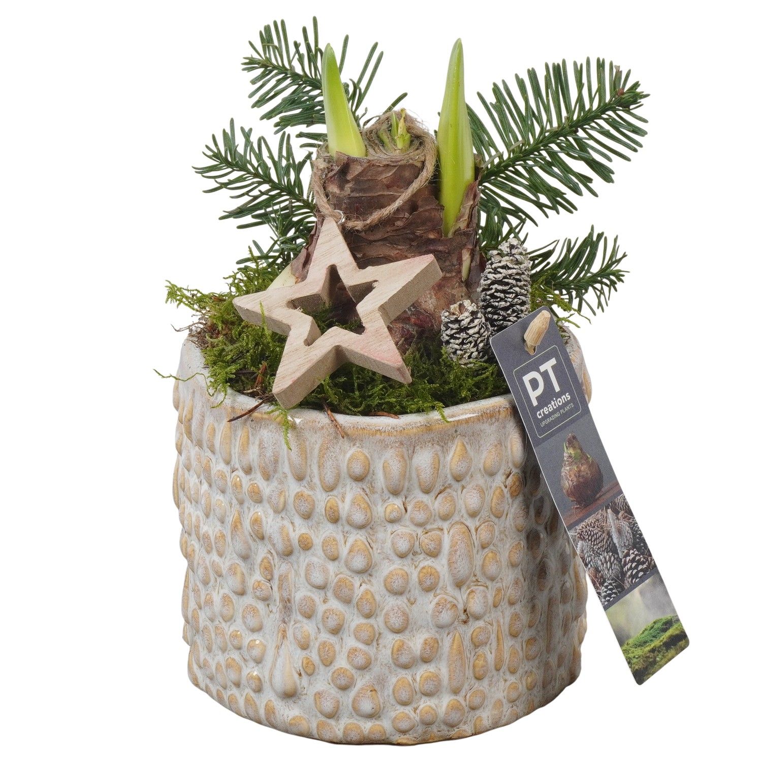 PTACH5824 Arrangement Amaryllis Christmas in keramiek pot, D 13 cm PTACH5824 Arrangement Amaryllis Christmas in keramiek pot, D 13 cm