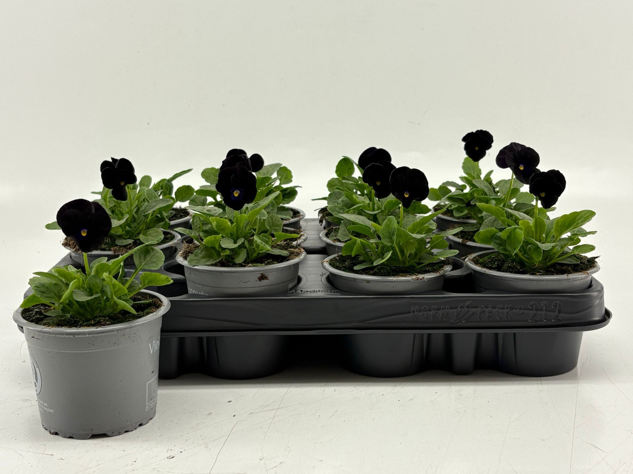 Viola Cornuta Black, D 9