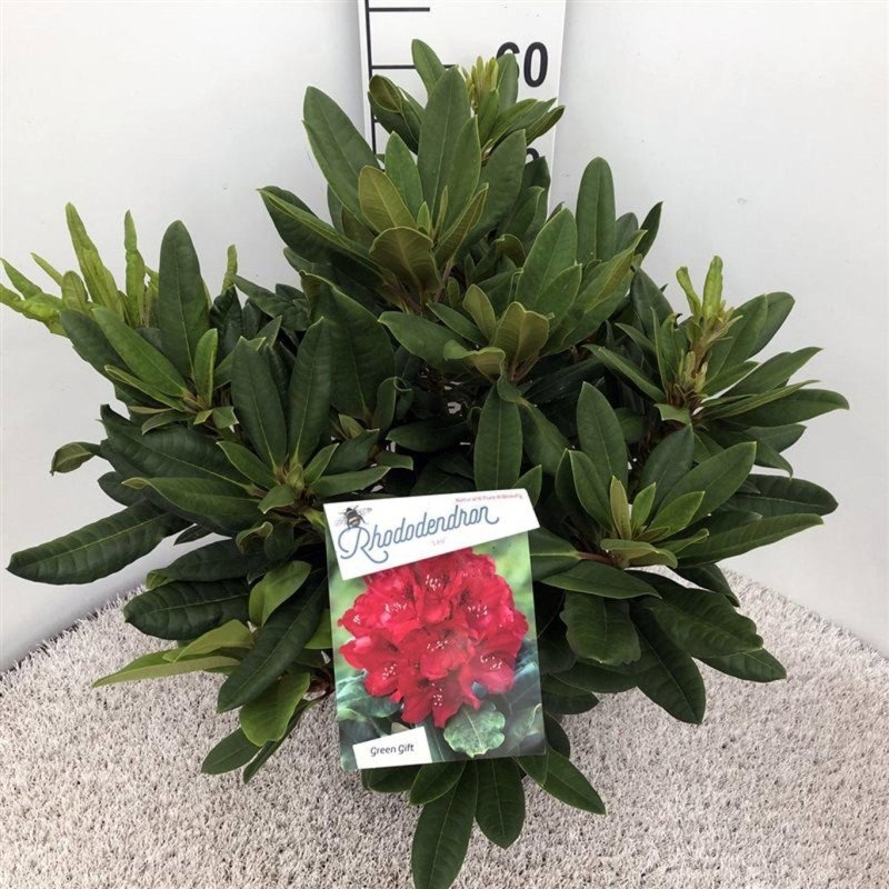 Rhododendron 'Leo', D 29