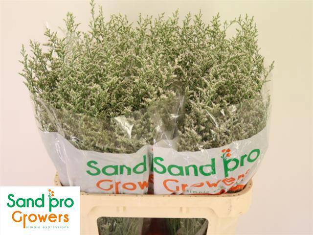 Лимониум Мисти Вайт 80, шт.