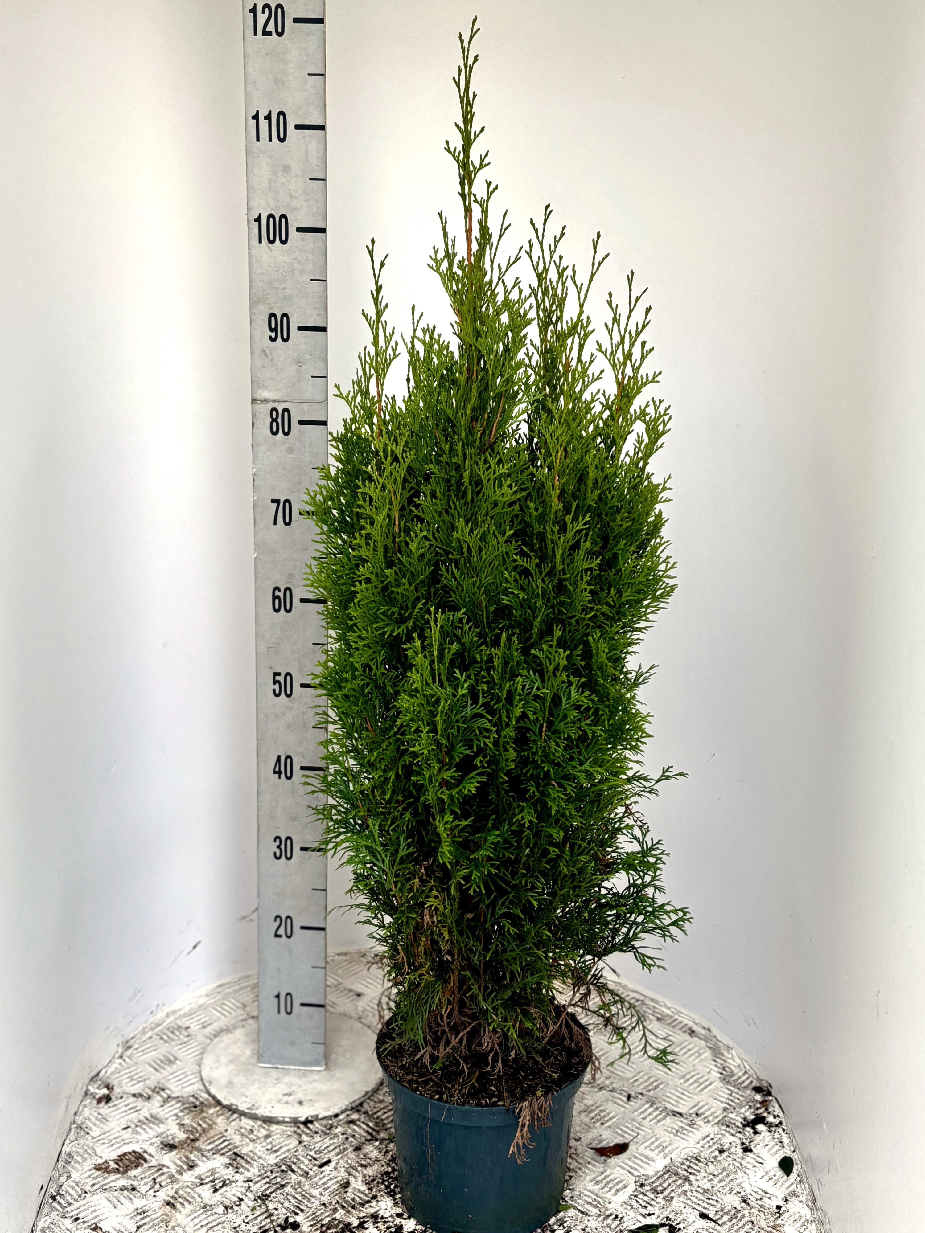 Thuja occ. 'Smaragd', D 19