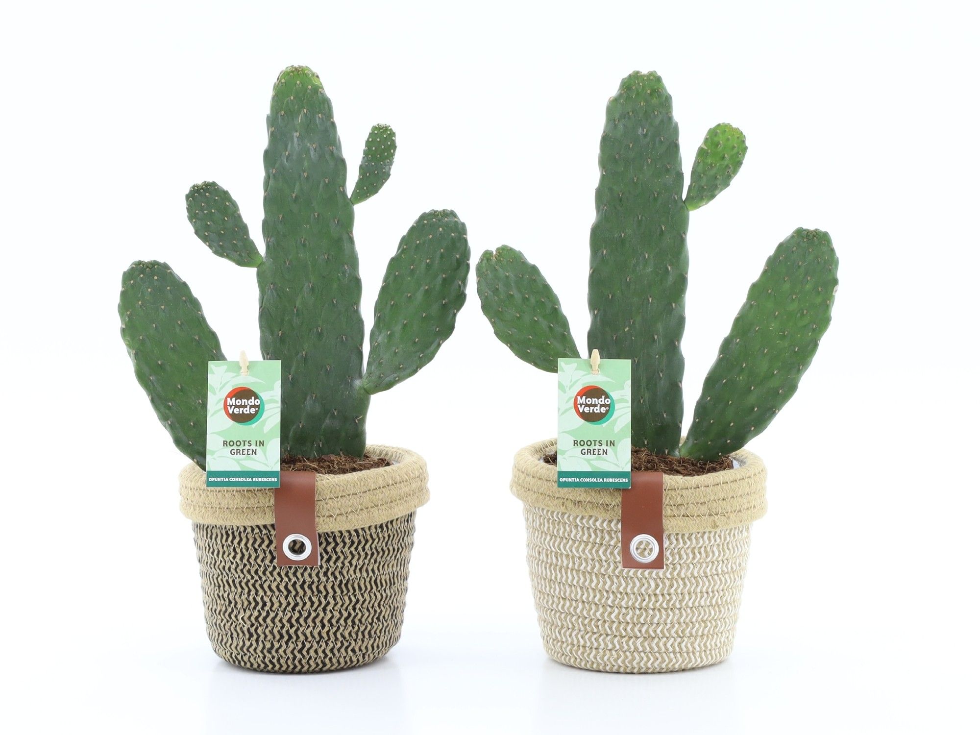 Opuntia rubescens Consolea in Noah Deluxe, D 14