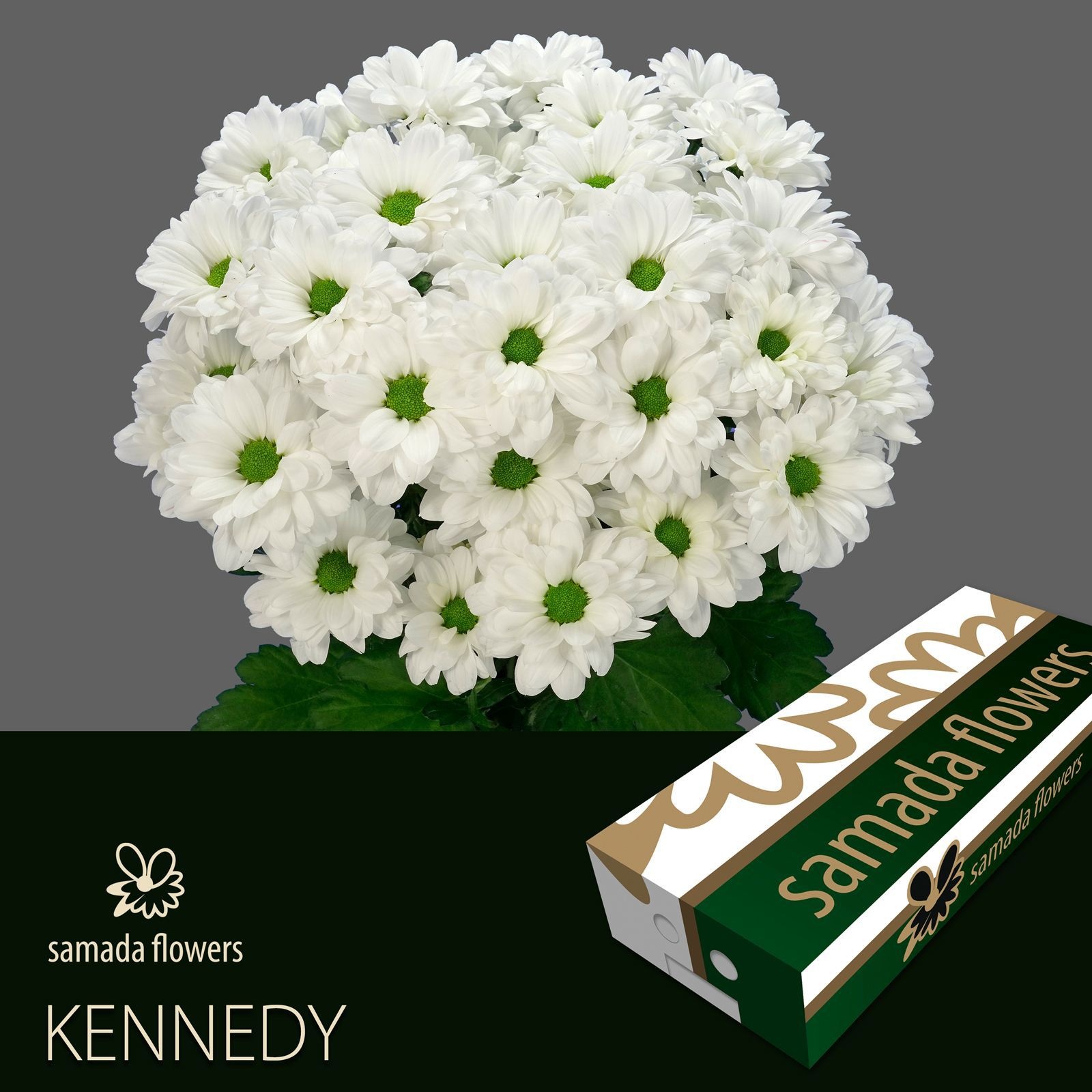 Хризантема куст. Кеннеди 70 (бел.), шт.