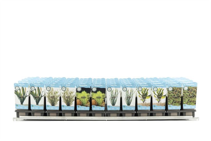 Zuurstofpl pl beker per laag (6x10), D 11