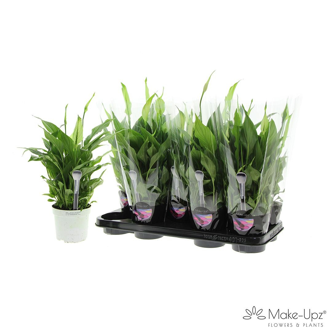 Spathiphyllum 13 cm Bellini Make Upz groen, D 13