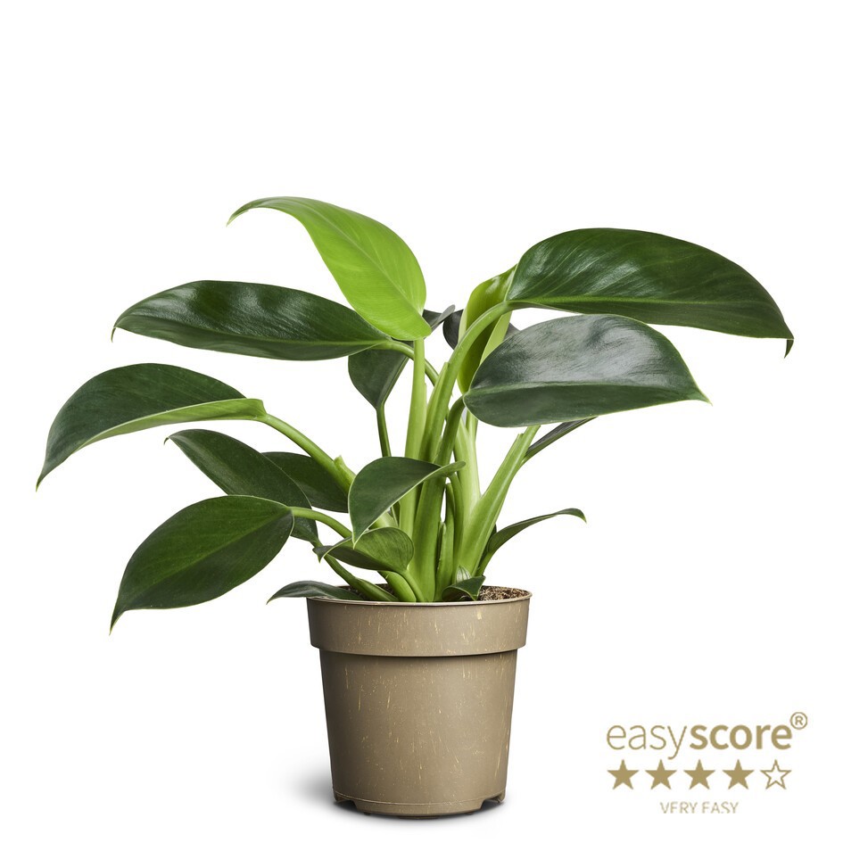 PHILODENDRON ERUBESCENS 'Green Princess', D 11 cm PHILODENDRON ERUBESCENS 'Green Princess', D 11 cm