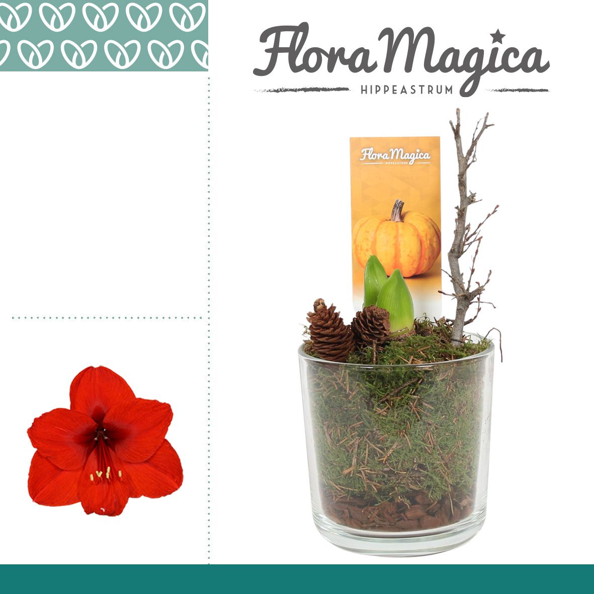 Amaryllis Rood 2 Knop in Claudia Glas HERFST, D 12 cm