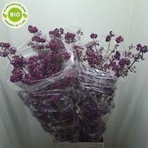 Калликарпа Бодиниери Профьюжн 130 (фиолет.), шт.