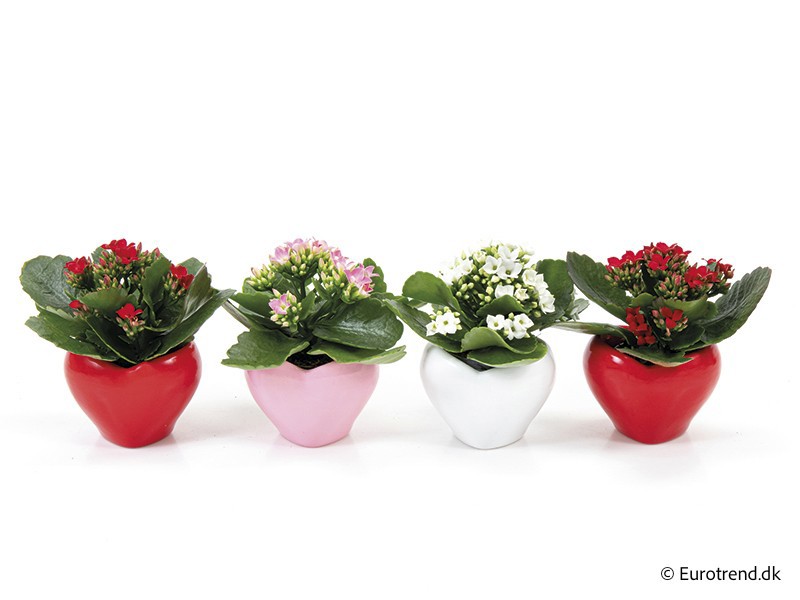 VALENTIJN CERAMIC 2026 KALANCHOE E 3901, D 6