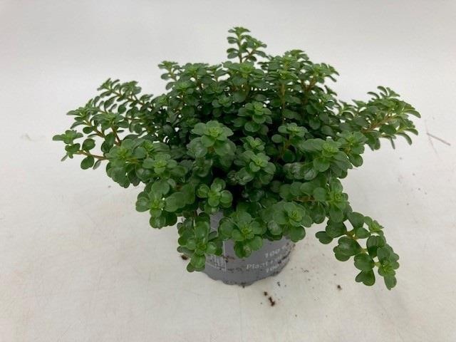 SEDUM MAKINOI 'KOSMOS', D 11 cm