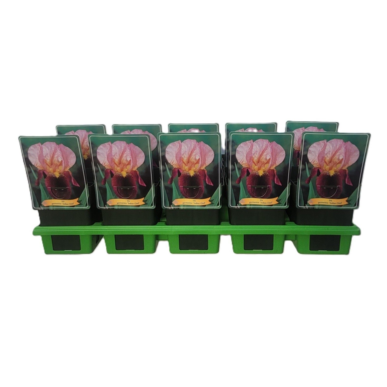 Iris Germanica 'Indian Chief' P11, D 11 cm