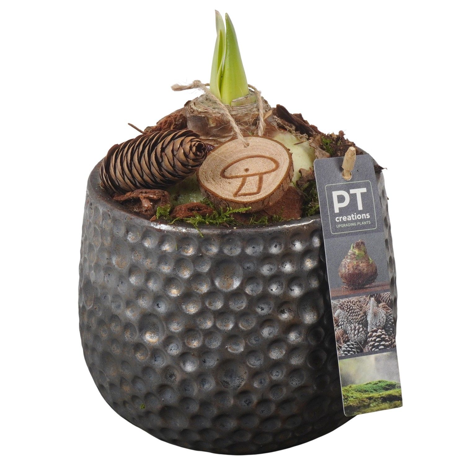 PTAA7511 Arrangement Amaryllis in keramiek pot, D 13 cm