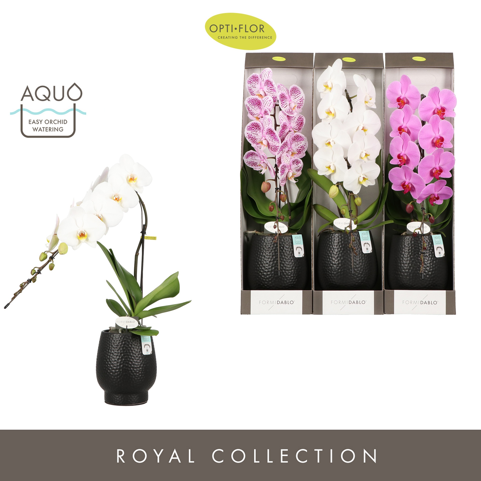 Formidablo Mix in Abruzzo Black Aquo Showdoos, D 12