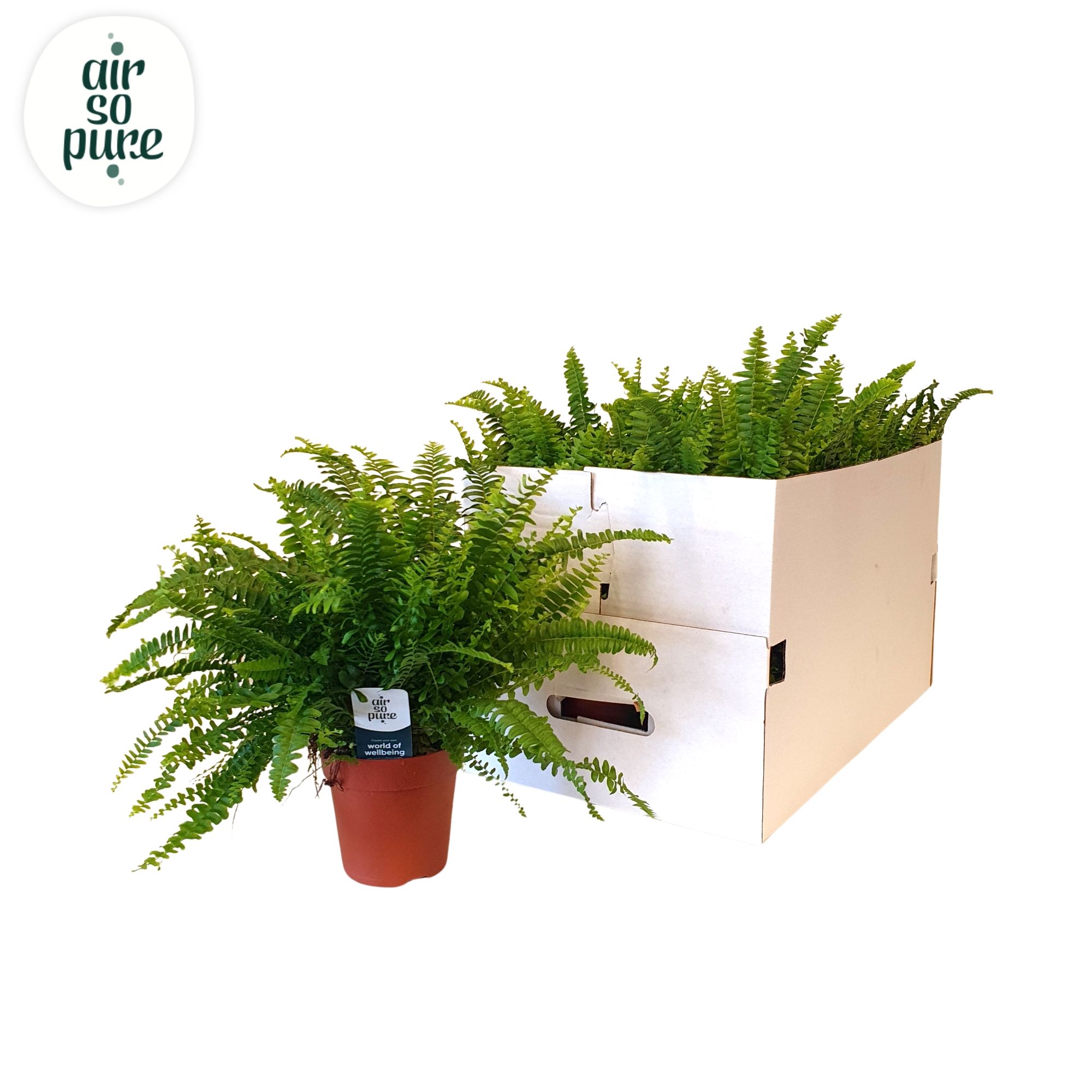 Nephrolepis Green Lady ECO, D 12