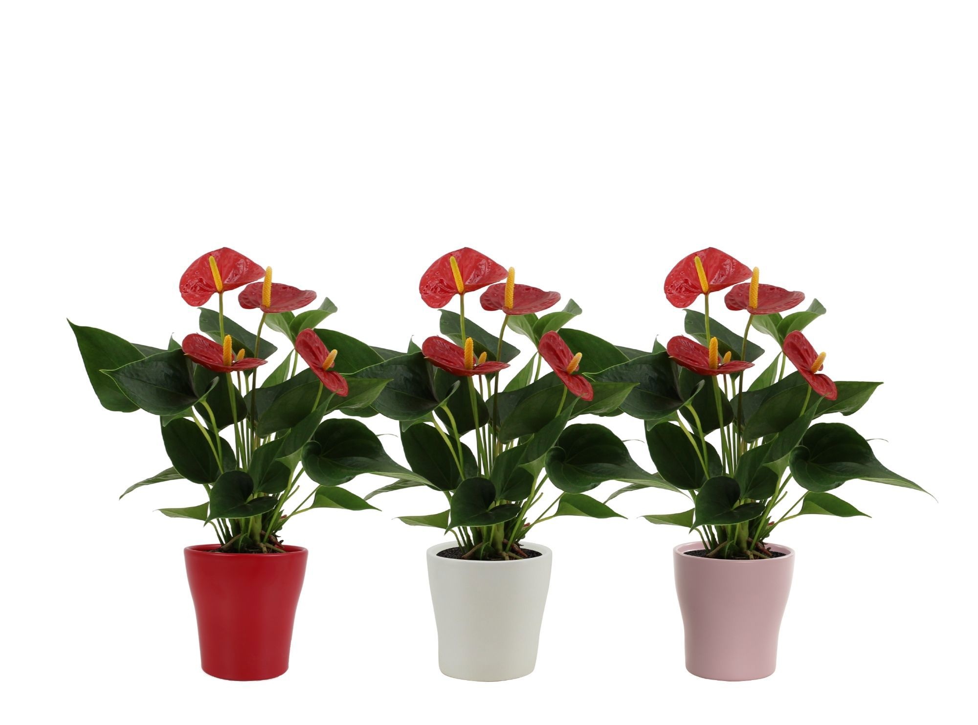 Anthurium 12 cm Success Red in Alicante ceramics, D 12