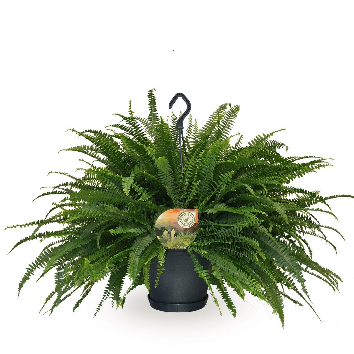 Nephrolepis Green Lady hangpot, D 20