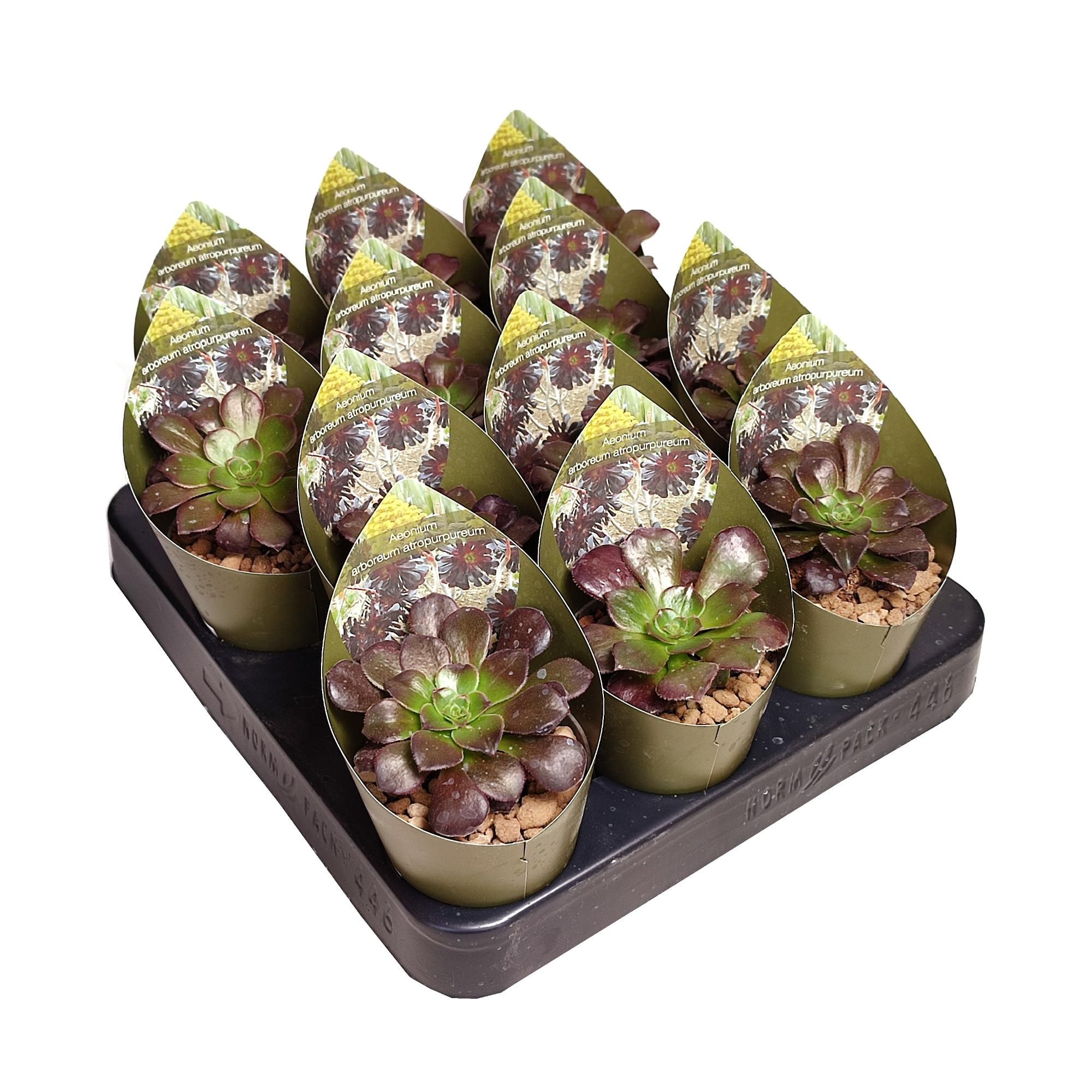 AEONIUM ARBOREUM ATROPURPUREUM - POT Ø 6,5 WITH POTCOVER (SUCCULENTEN), D 6,5