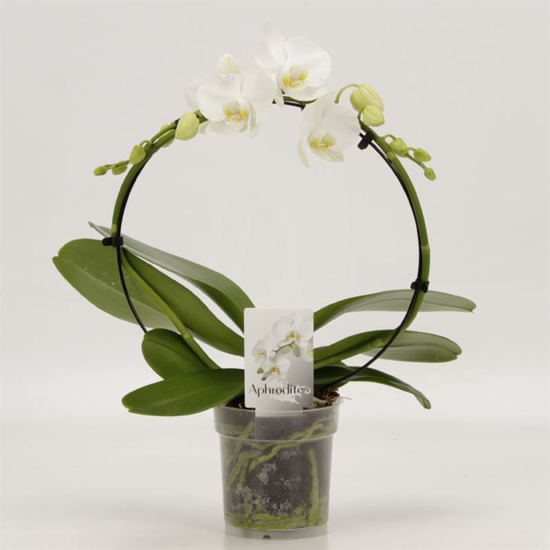 Phalaenopsis overig Rondella wit, D 12 cm
