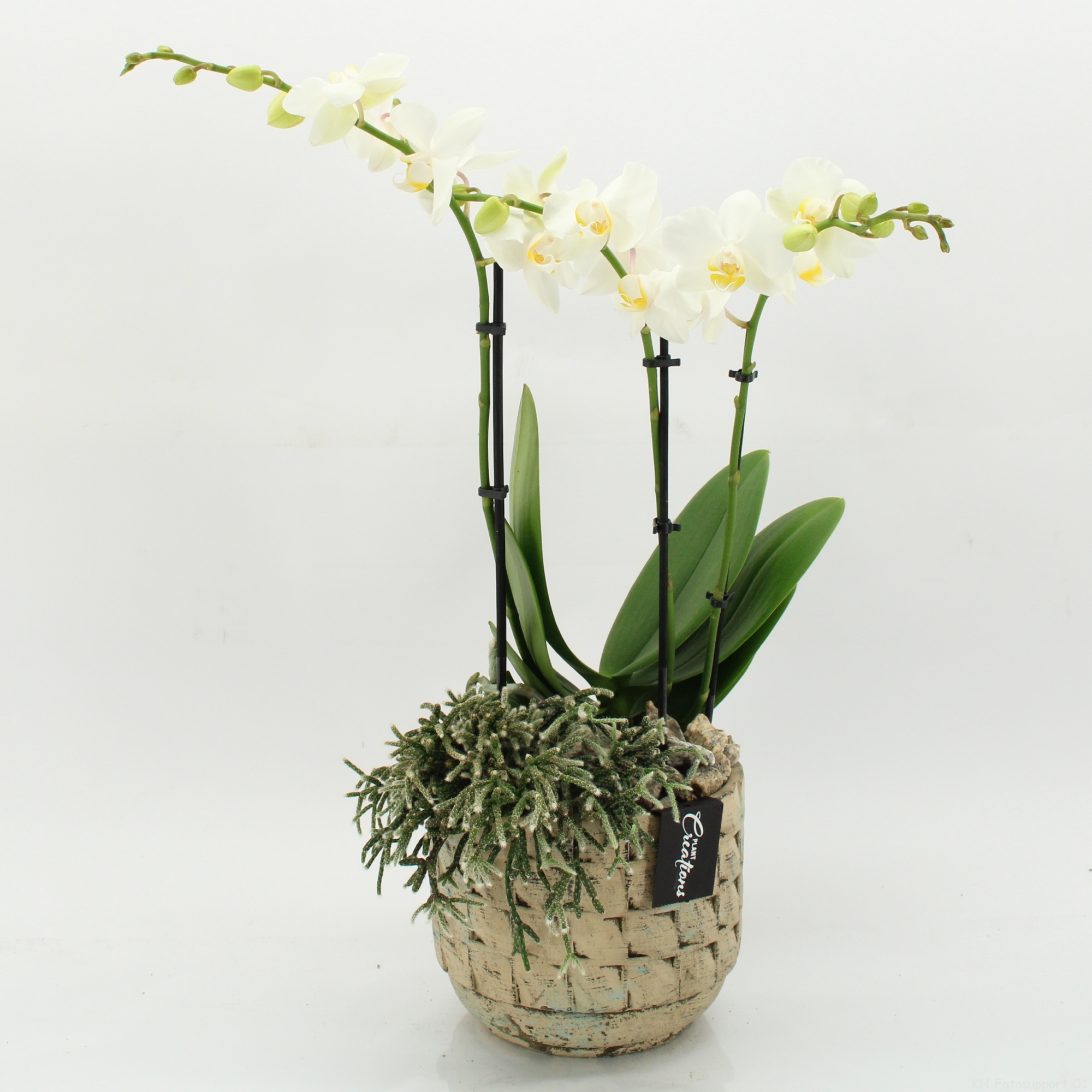 PHAL-2627W Phalaenopsis creatie, D 17