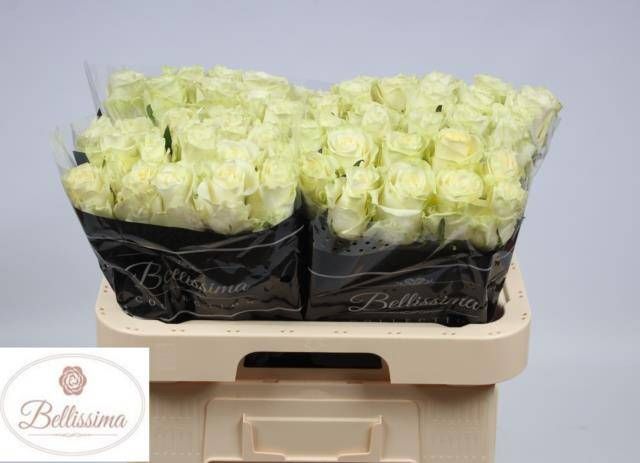 Роза од. Миа 60, шт.