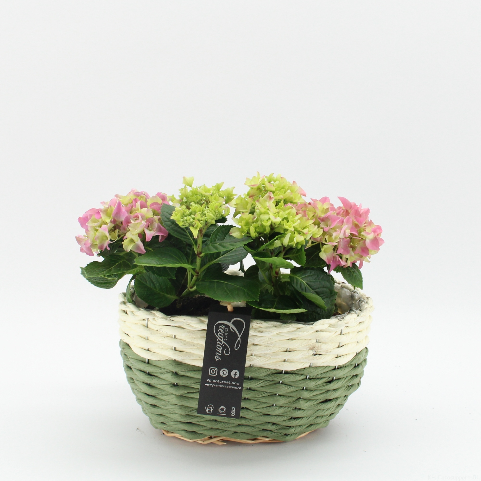 KHCR-2621RZ Hydrangea creatie, D 27