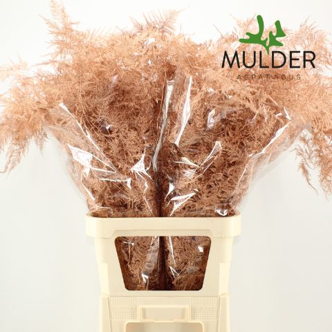 Аспарагус Овериг Крашеный (краш. ) 85, шт.