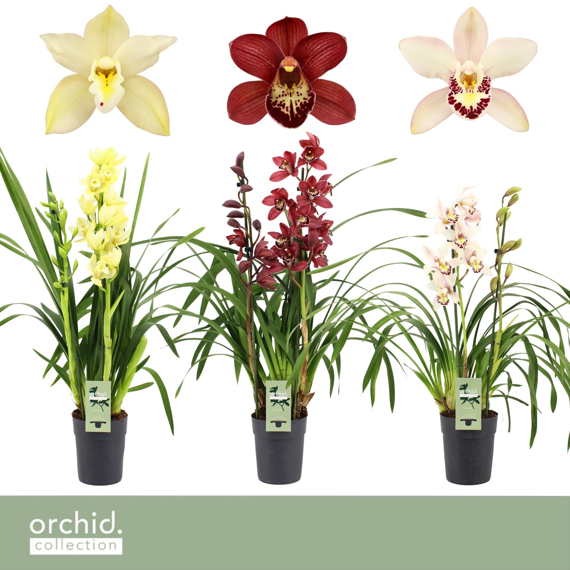 Cymbidium, Mix 2-spike P14 'Orchid Collection', D 14 cm