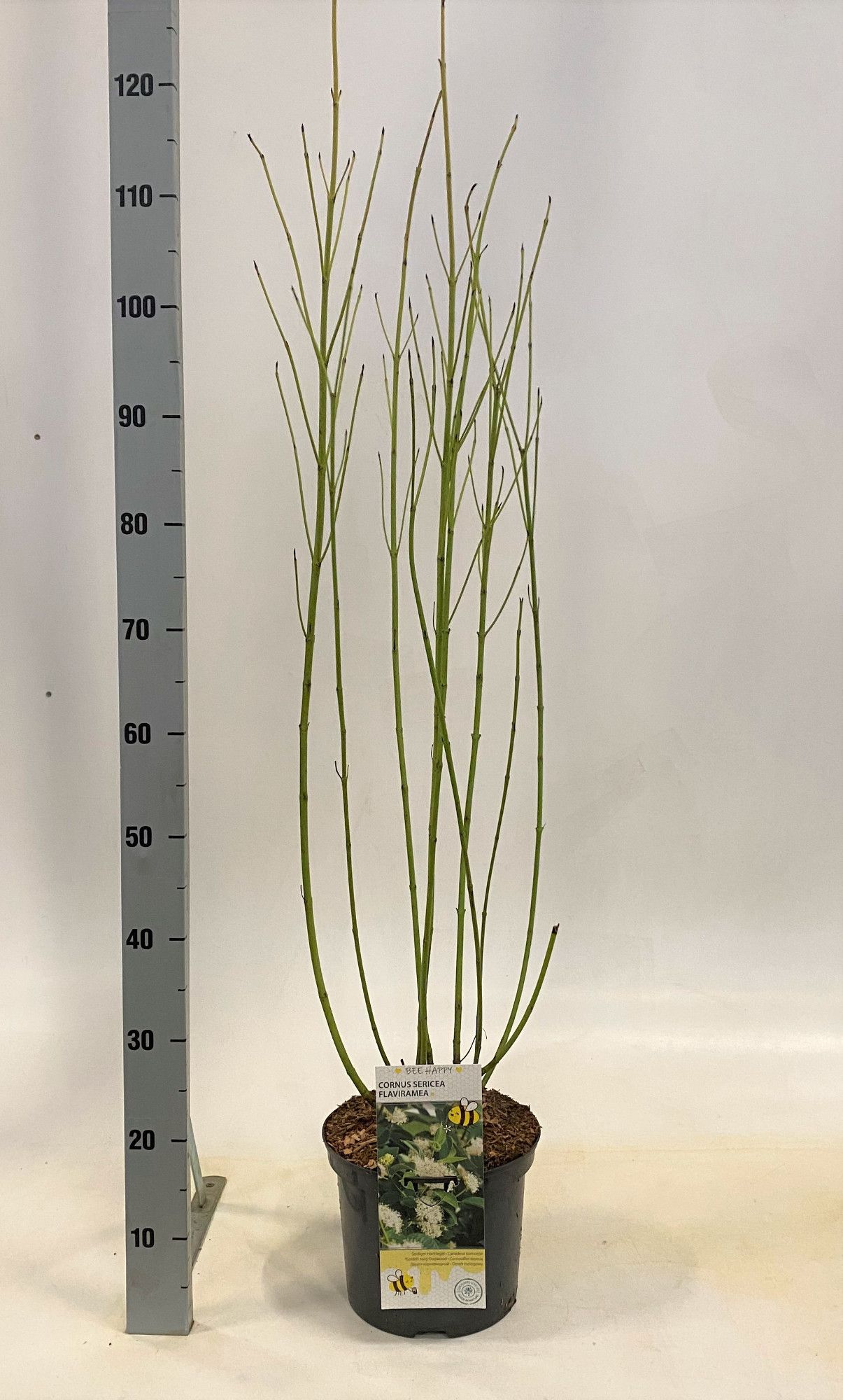 Cornus sericea 'Flaviramea', D 23