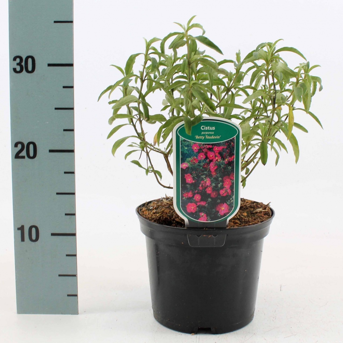 Cistus purpureus 'Betty Taudevin', D 17 cm