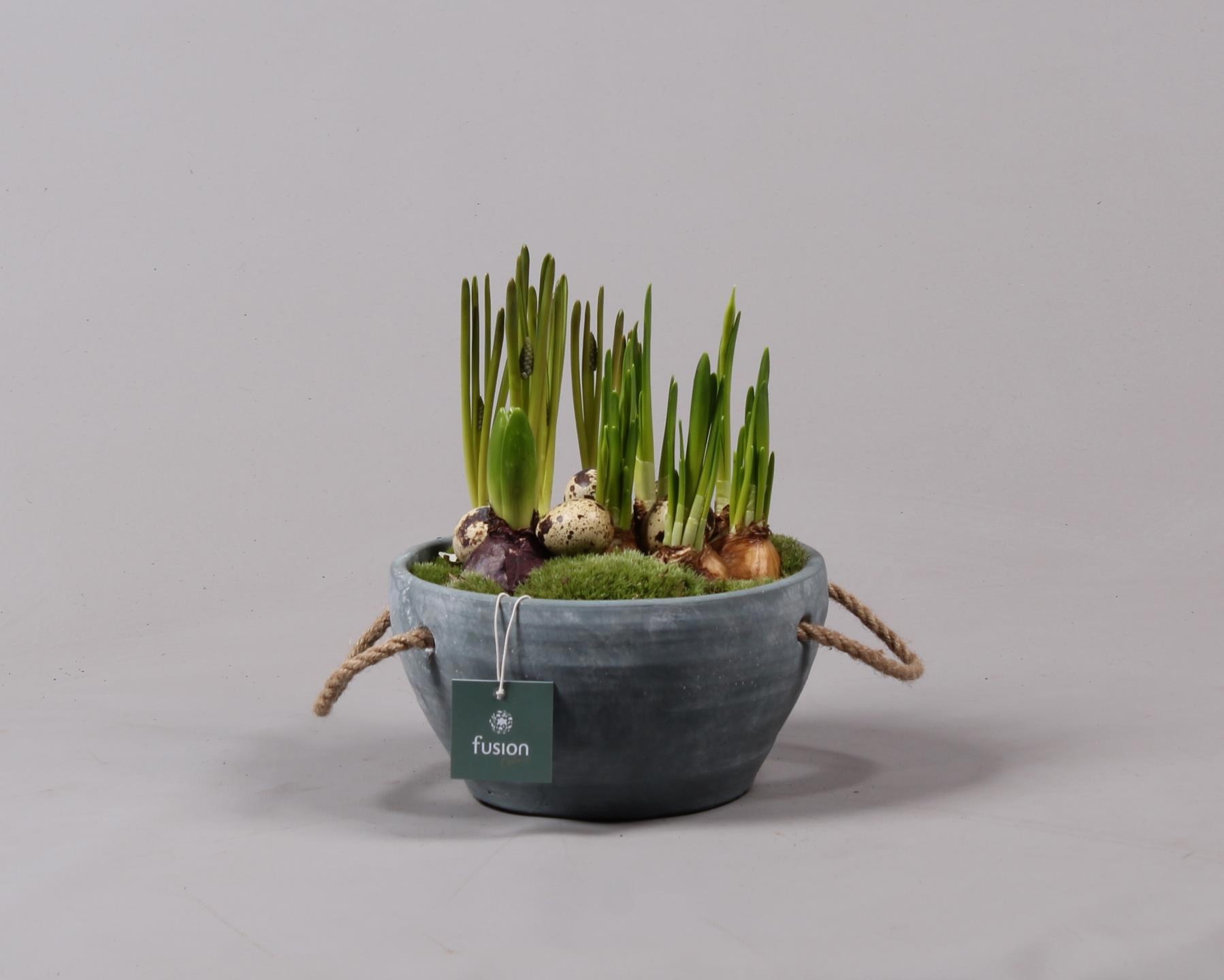 Cement pot met handvaten en Bollenmix, D 18