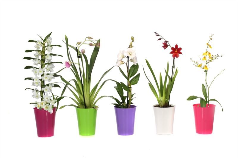 Linge p12 mix Orchideeen mix 1T ( 4 lg/dc), D 12