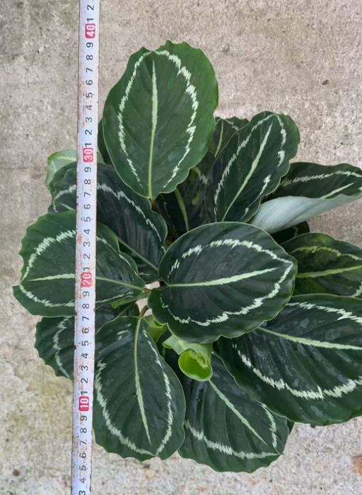 Калатея Грин энд бьютифул 14 35