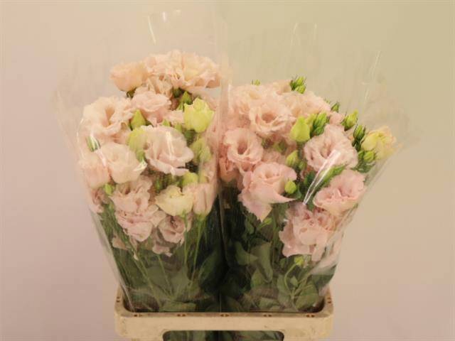 Эустома Корелли Лайт Пинк 70 (светло-роз.), шт.