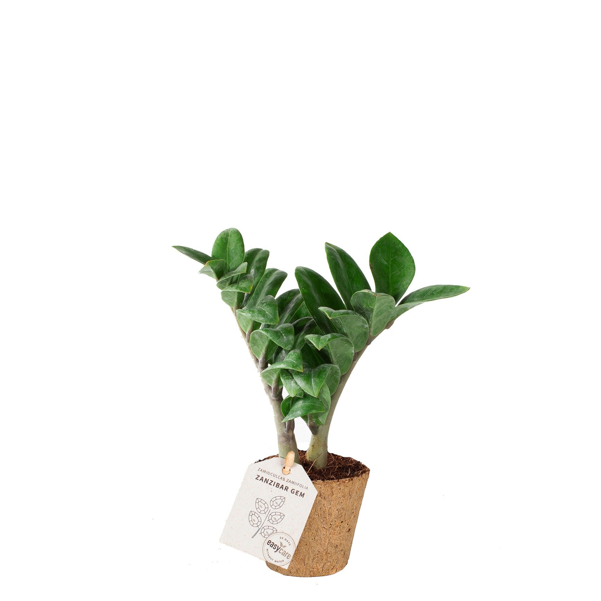 Zamioculcas 'Zenzi' - COCOZ, D 6