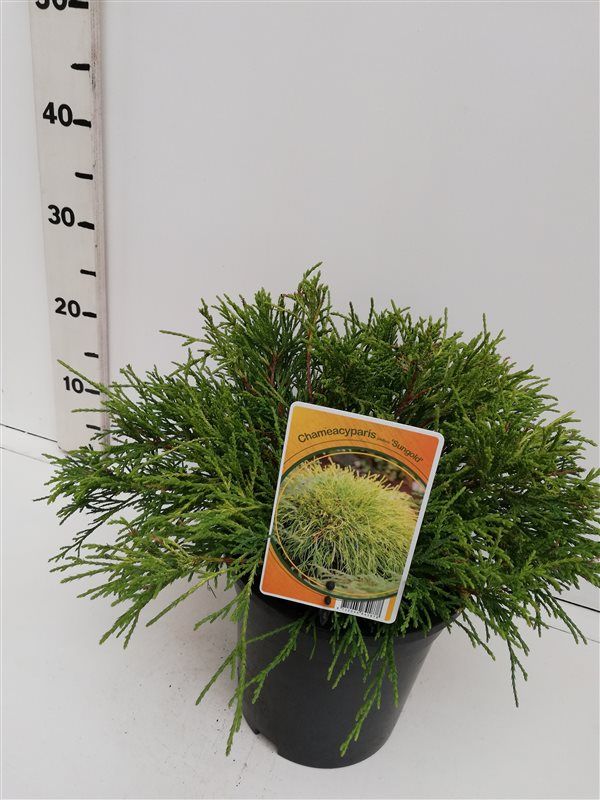 Chamaecyparis p. 'Sungold', D 19