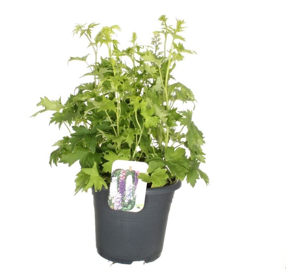 Delphinium elatum Excalibur mix, D 27