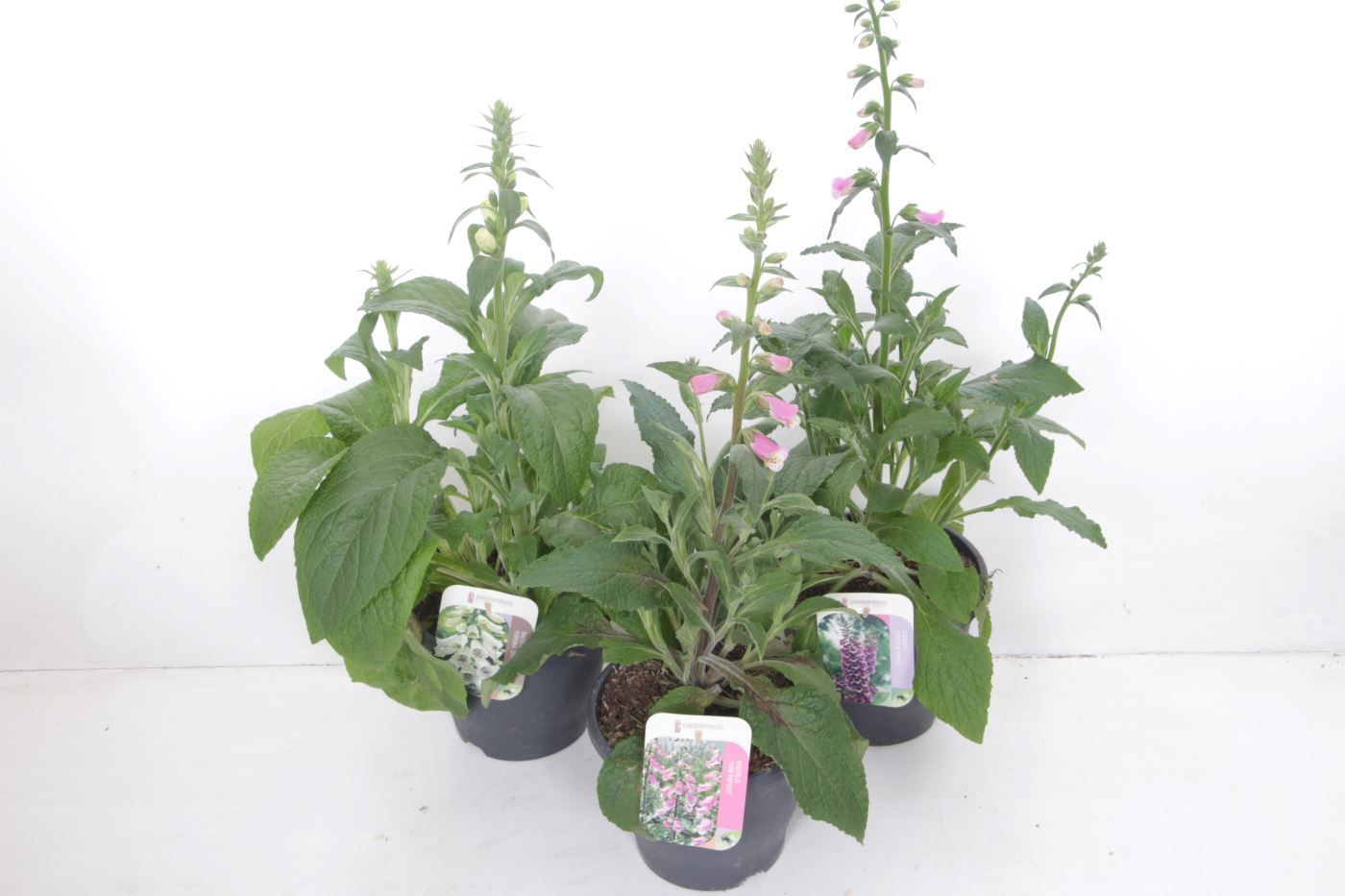 Digitalis purpurea mix, D 23