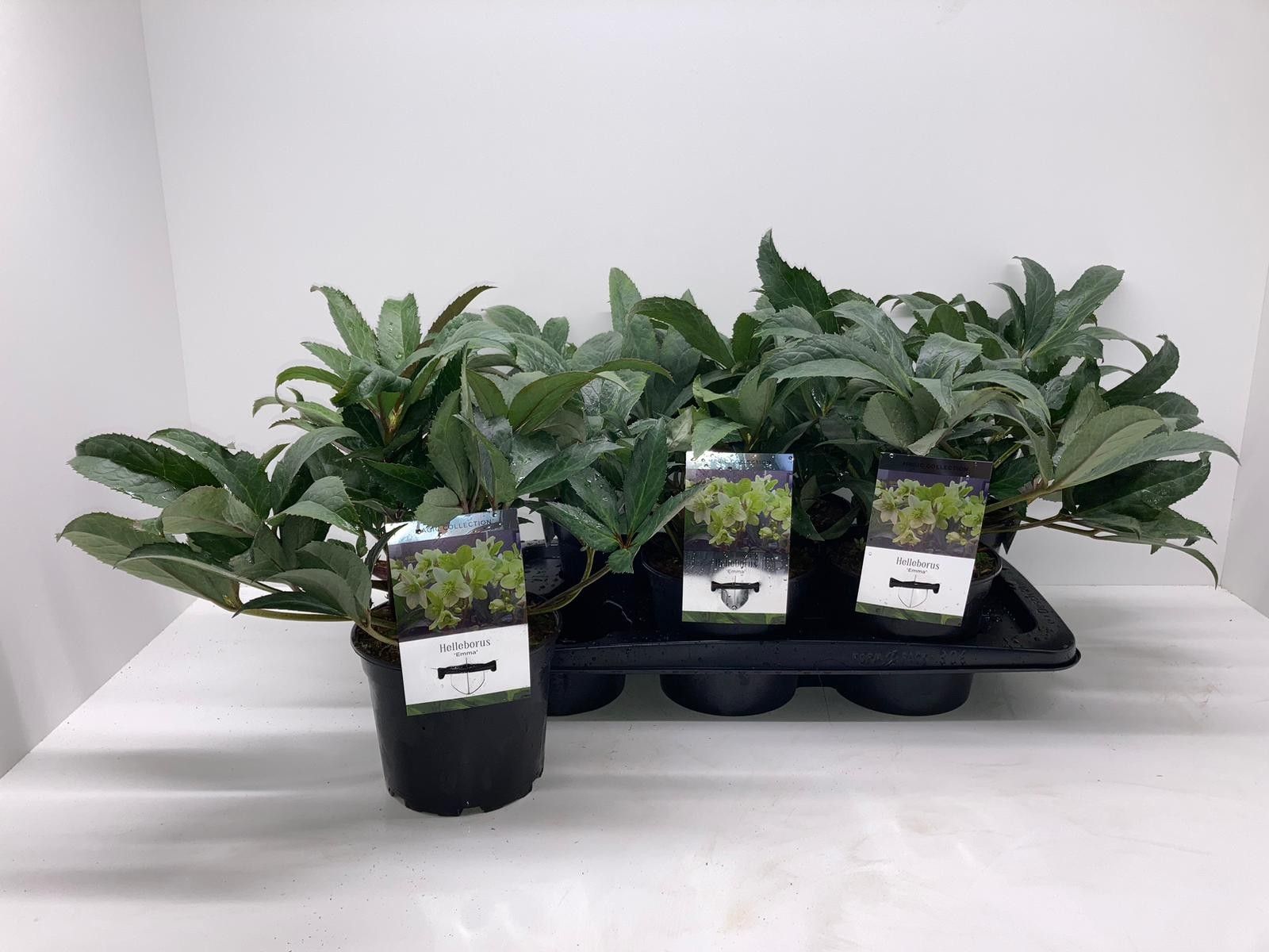 Helleborus x nigercors 'Emma', D 17 cm