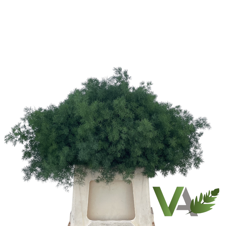 Аспарагус Умбелатус 40, шт.