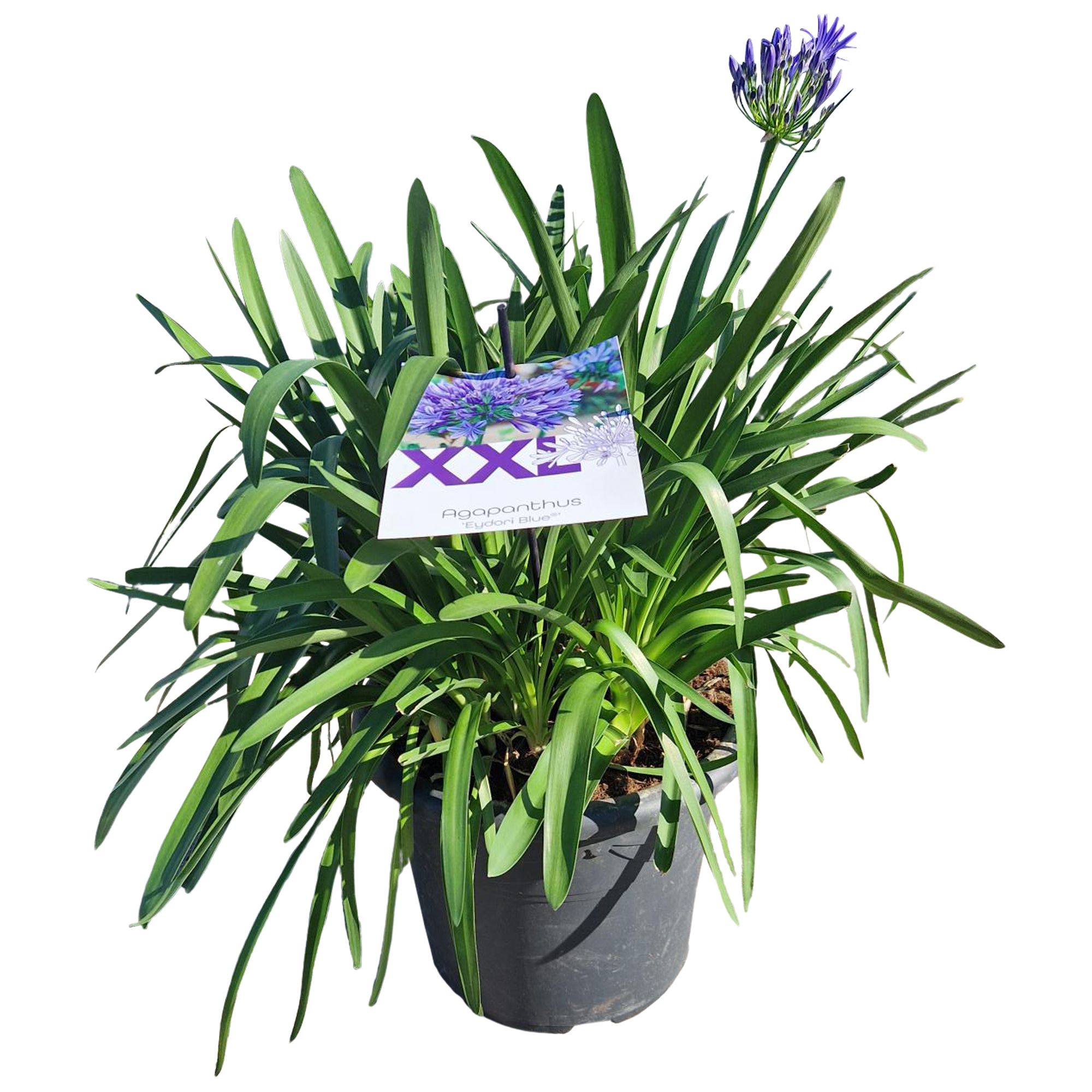 Agapanthus blauw 40cm, doorbl. grootbl XXL bl. knop in gewas, D 40