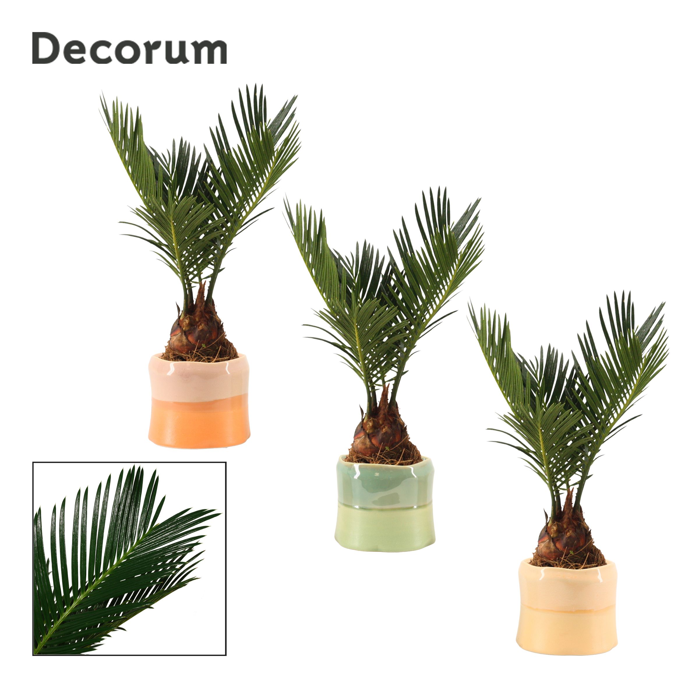 Cycas Revoluta 6 cm Decorum, 3+ veren in Evita (Craft world-col, D 6