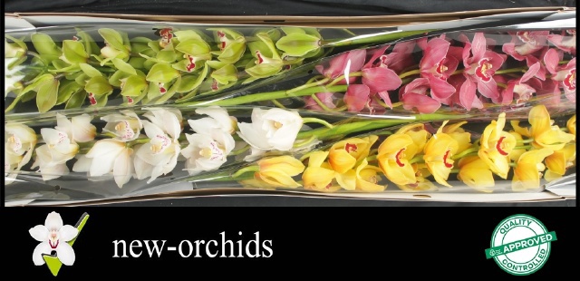 Цимбидиум Микс x4 100, шт.