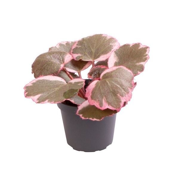 Saxifraga Variegata, D 6 cm