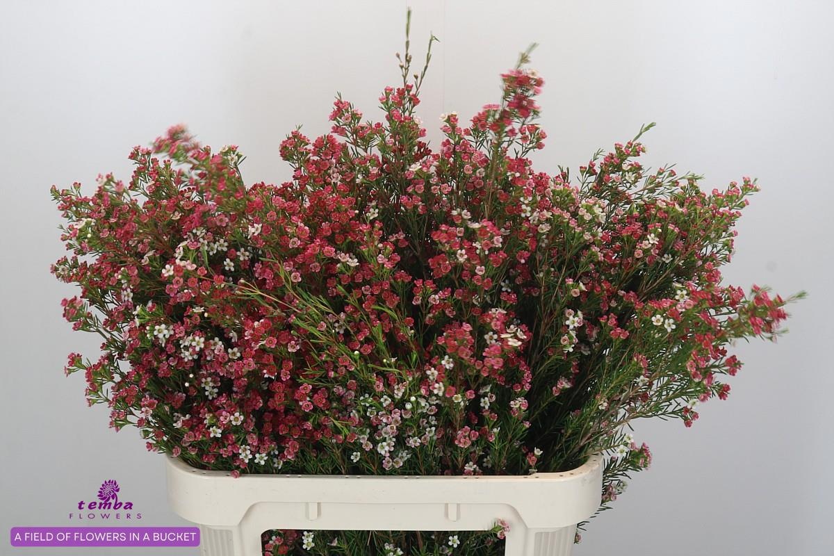 Шамелациум Май Свит Сикстин 80, шт.